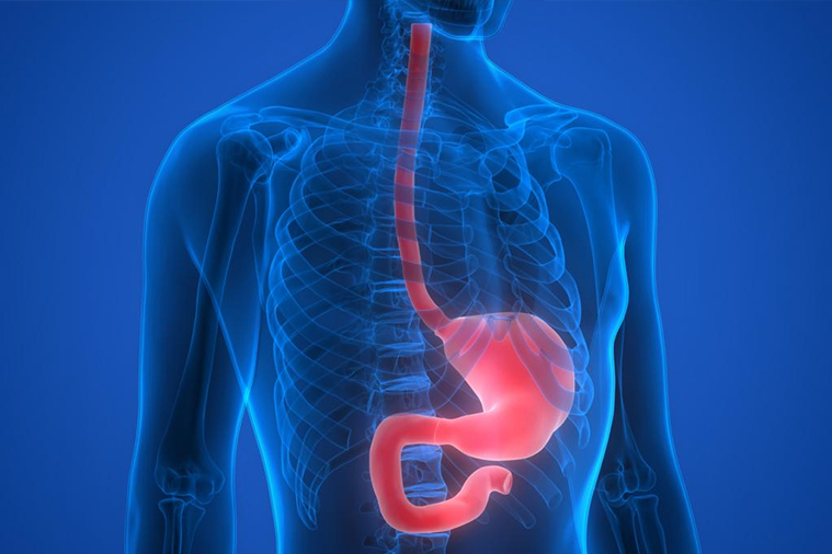 Esophagus Illustration