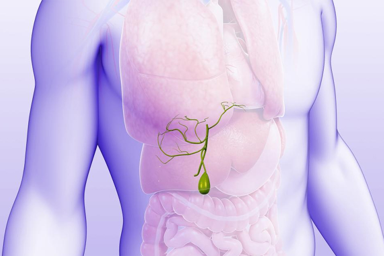 Gall Bladder & Biliary Tract